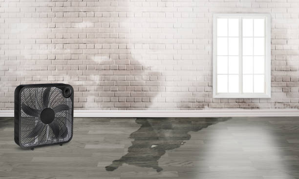 Carpet water damage restoration in FL